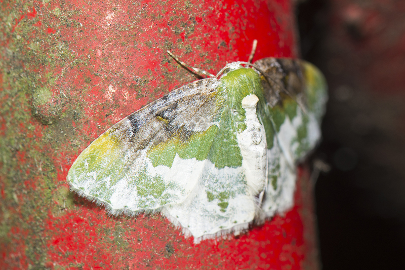 Eucyclodes semialba semialba 半褐翠尺蛾- DearLep 物種頁面